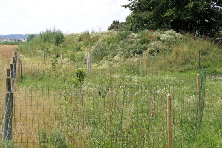 Umgebung der Anlage mit Naturwiese und Sträuchern